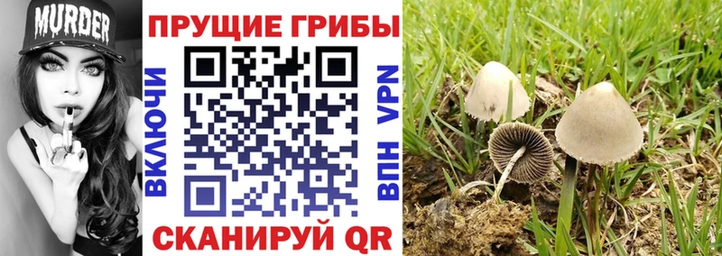 Псилоцибиновые грибы прущие грибы Купить закладки Киров